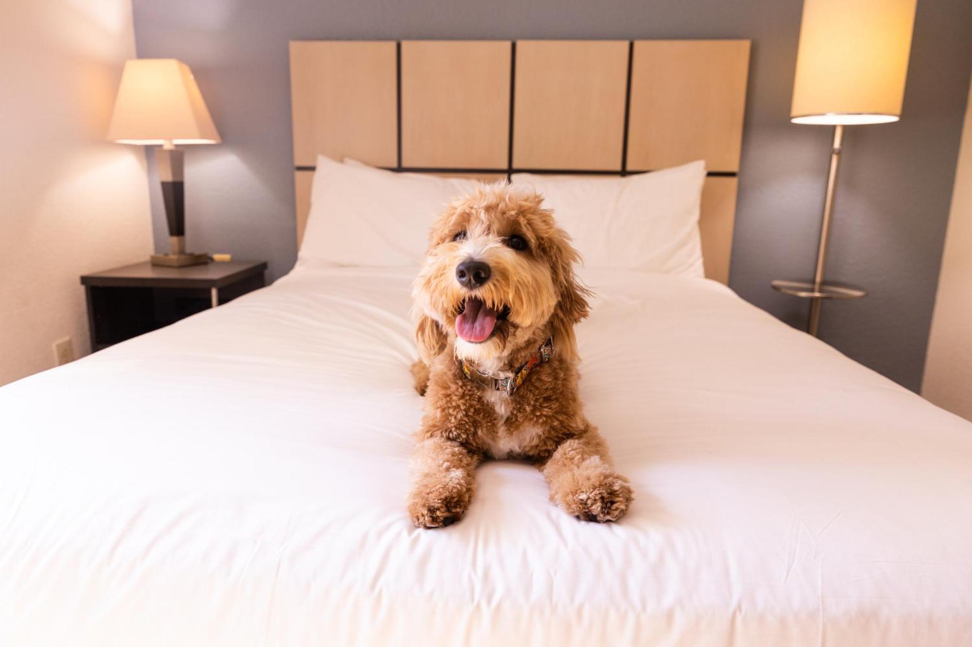 Sonesta Simply Suites Memphis East Poplar Pike Zewnętrze zdjęcie